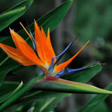 Strelitzia Reginae_ 40cm