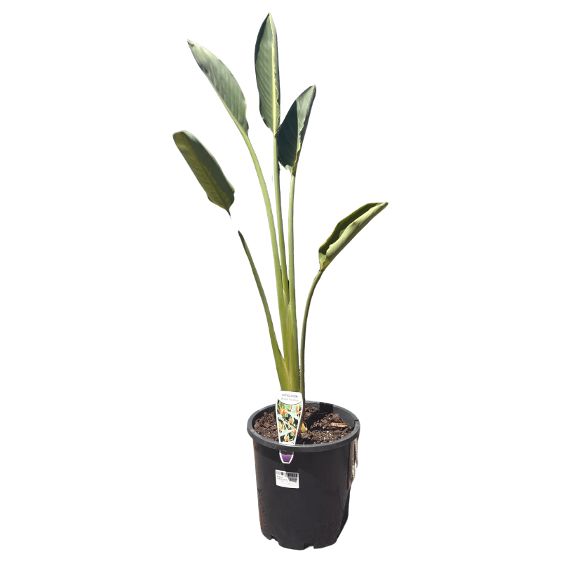 Strelitzia reginae 'Bird of Paradise' 20cm