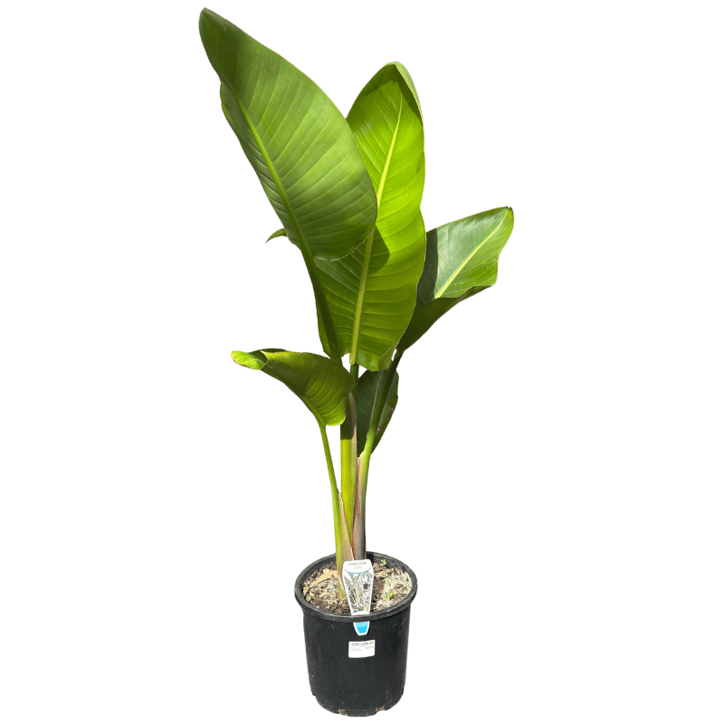 Strelitzia nicolai 20cm