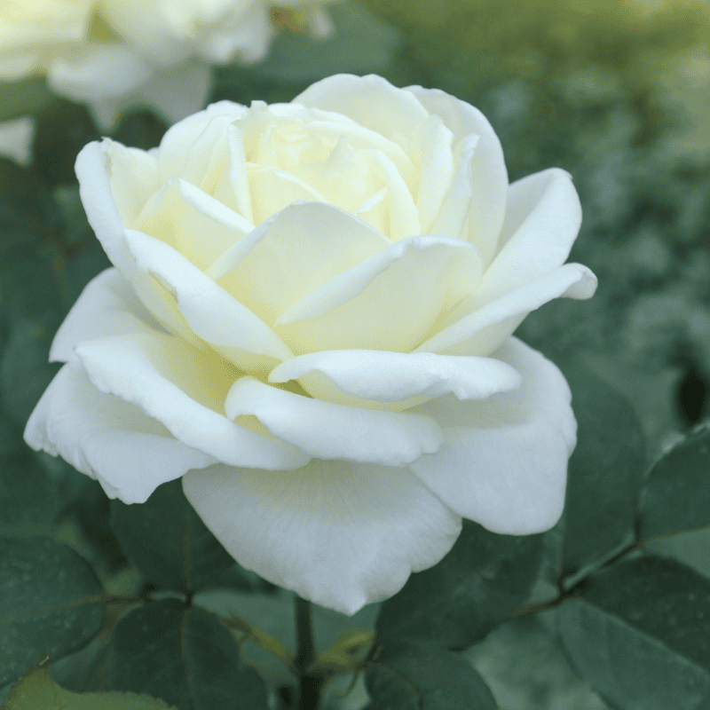 Rose Sugar Moon Bush 20cm