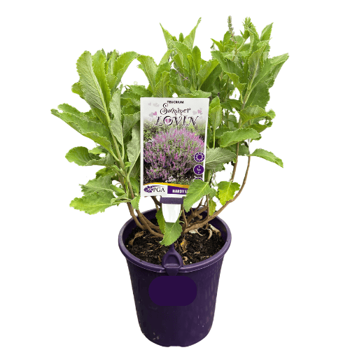 Teucrium Summer Lovin 18cm