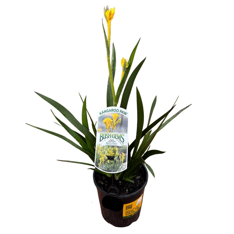 Kangaroo Paw 'Bush Sunburst' 14cm