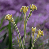 Kangaroo Paw 'Bush Sunburst' 14cm