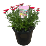 Argyranthemum Grandaisy Sunset 20cm