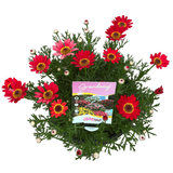 Argyranthemum Grandaisy Sunset 20cm