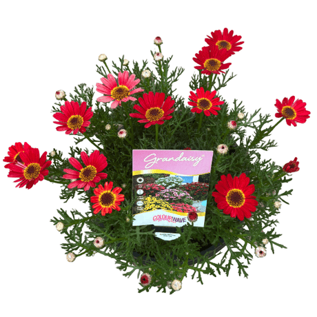 Argyranthemum Grandaisy Sunset 20cm