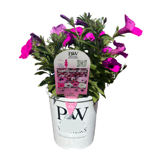 Petunia Supertunia Hot Pink 14cm