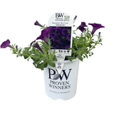 Petunia Supertunia Midnight 14cm