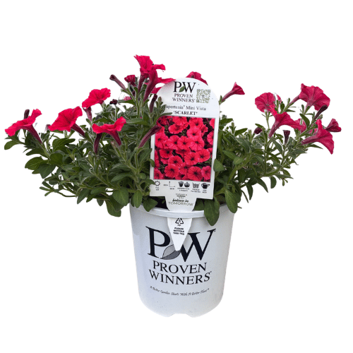 Petunia Supertunia Scarlet 14cm