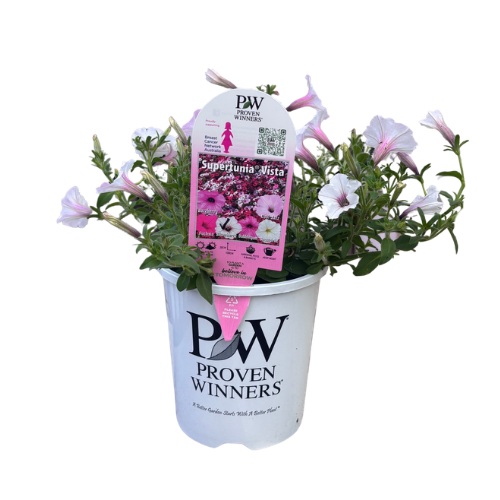 Petunia Supertunia Silverberry 14cm