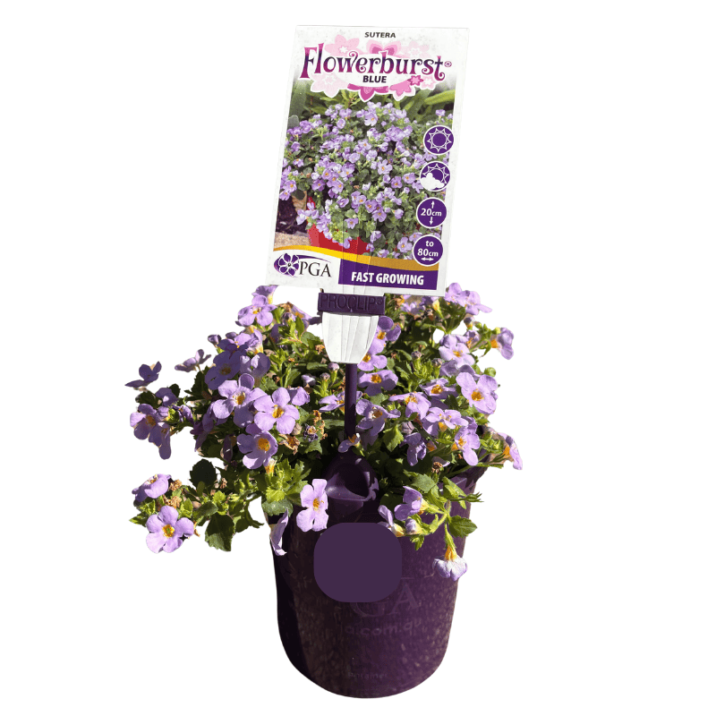 Sutera Flowerburst Blue 14cm