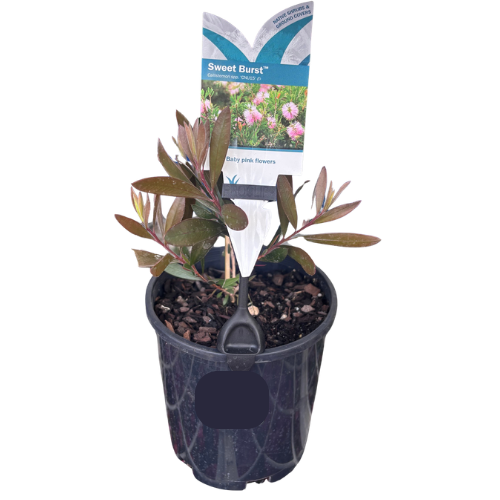 Callistemon citrinus Sweet Burst 14cm