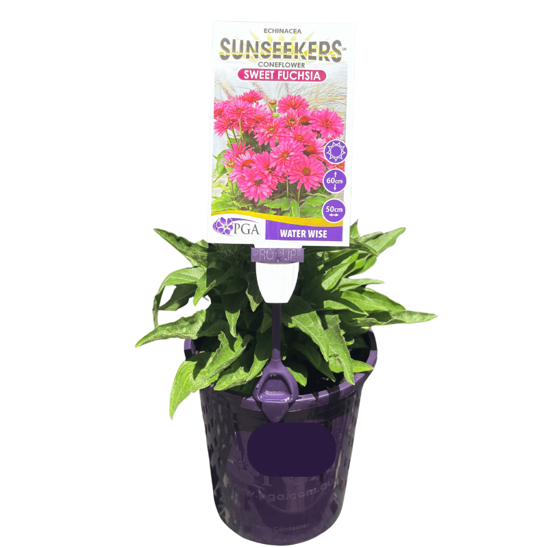 Echinacea Sunseekers Sweet Fuchsia 14cm