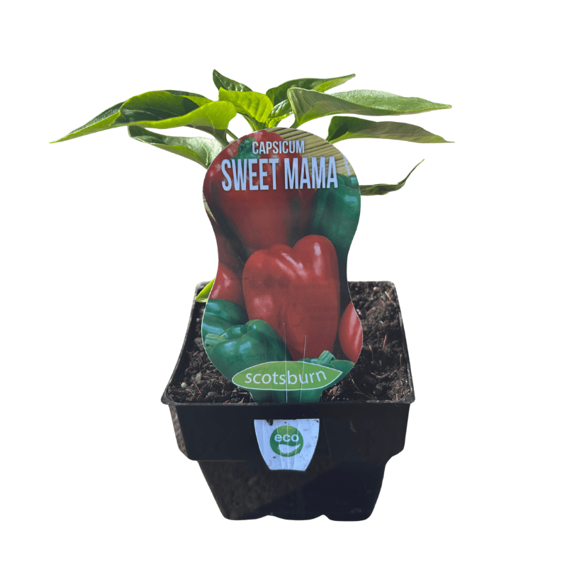 Capsicum Sweet Mama 10cm