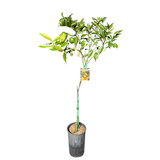 Orange Mediterranean Sweet 17cm