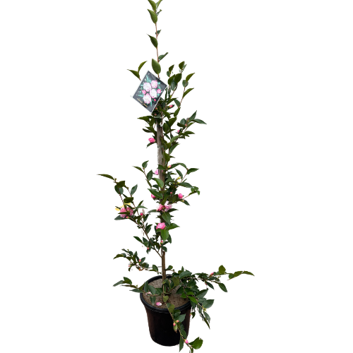 Camellia 'Sweet Jane' 25cm