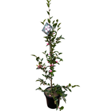 Camellia 'Sweet Jane' 25cm
