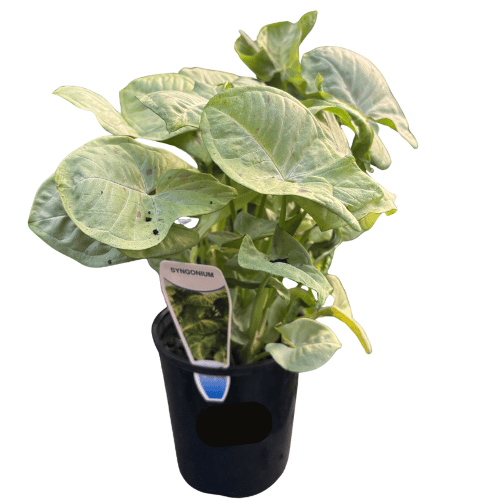 Syngonium White Butterfly 13cm