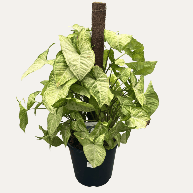 Syngonium 25cm Totem