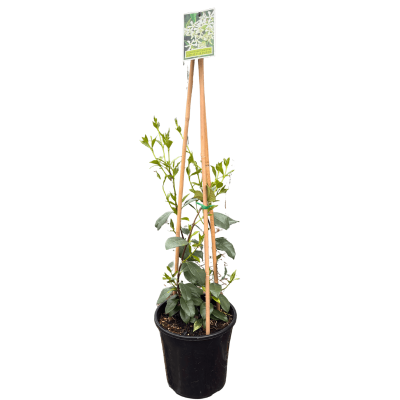 Trachelospermum jasminoides 20cm