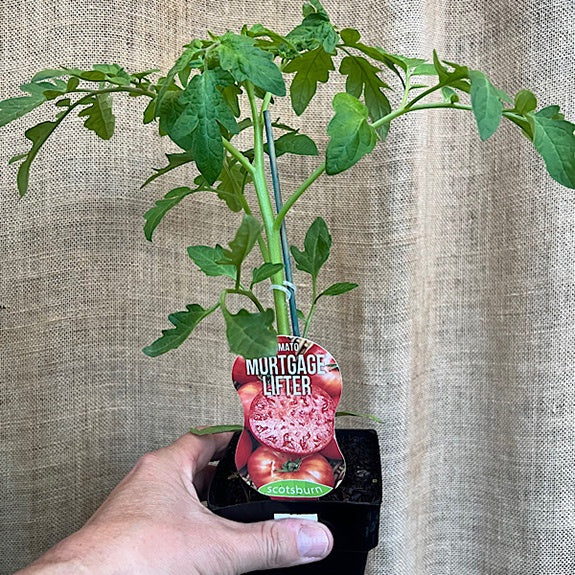 TOMATO MORTGAGE LIFTER 10CM
