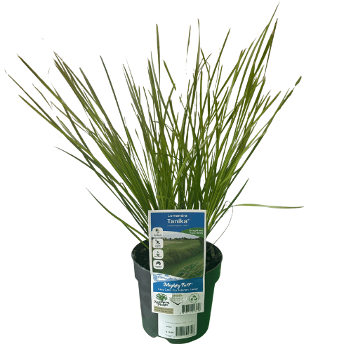 Lomandra Tanika 14cm