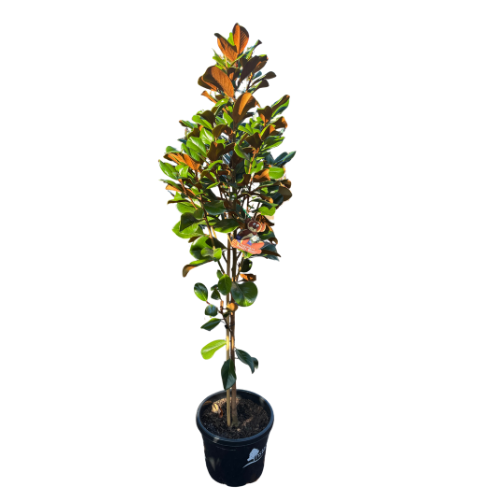Magnolia 'Teddy Bear' 33cm
