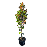 Magnolia 'Teddy Bear' 33cm
