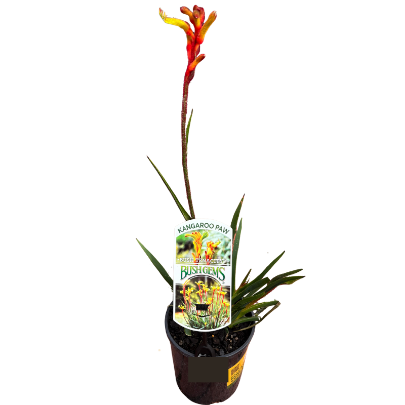 Kangaroo Paw 'Bush Tenacity' 14cm