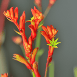 Kangaroo Paw 'Bush Tenacity' 14cm