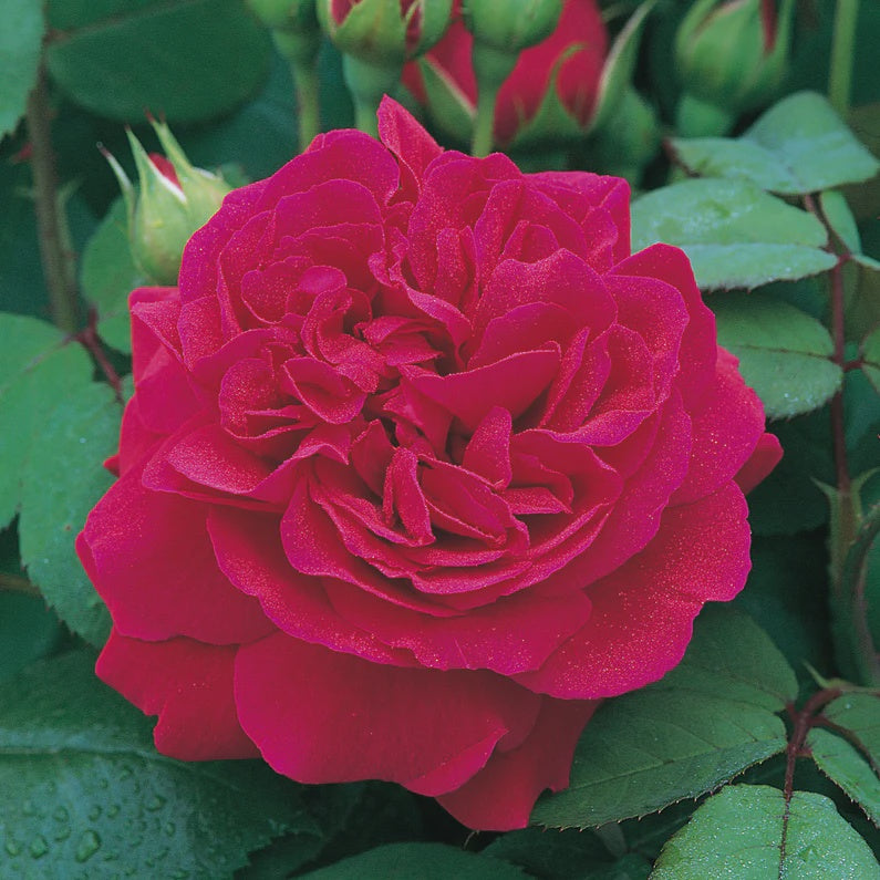 Rose Tess of the d'Urbervilles 20cm_