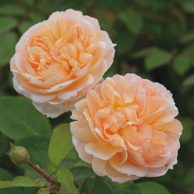 Rose The Lady Gardener 20cm