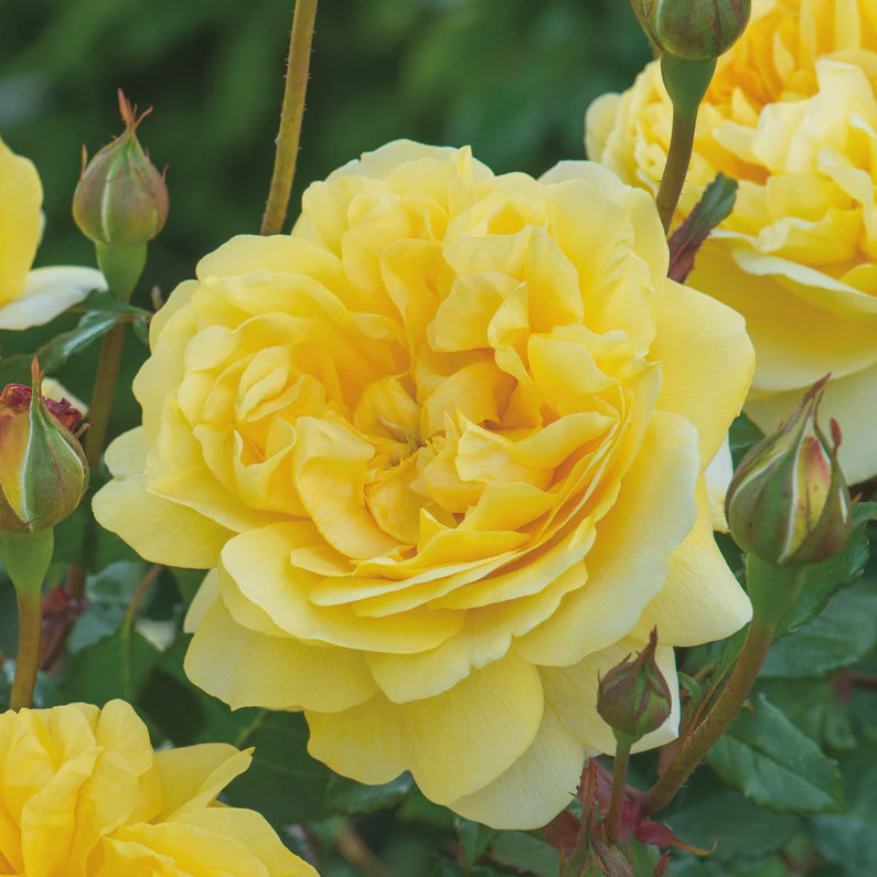 Rose The Poet's Wife 20cm