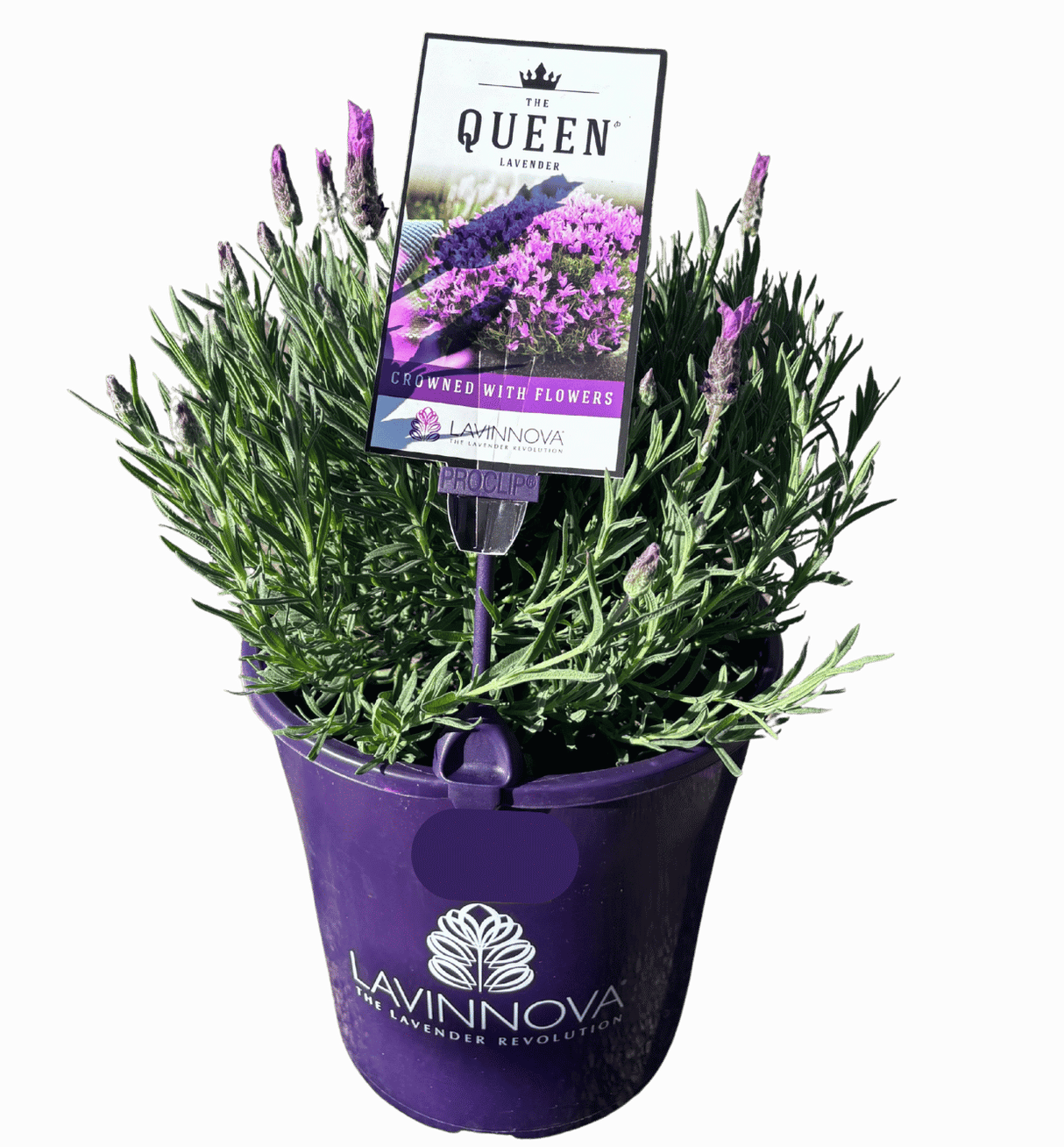 Lavender The Queen 20cm