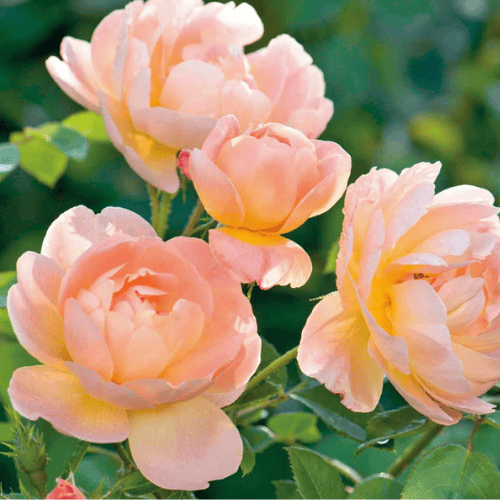 'The Lark Ascending' David Austin Rose 20cm New Release