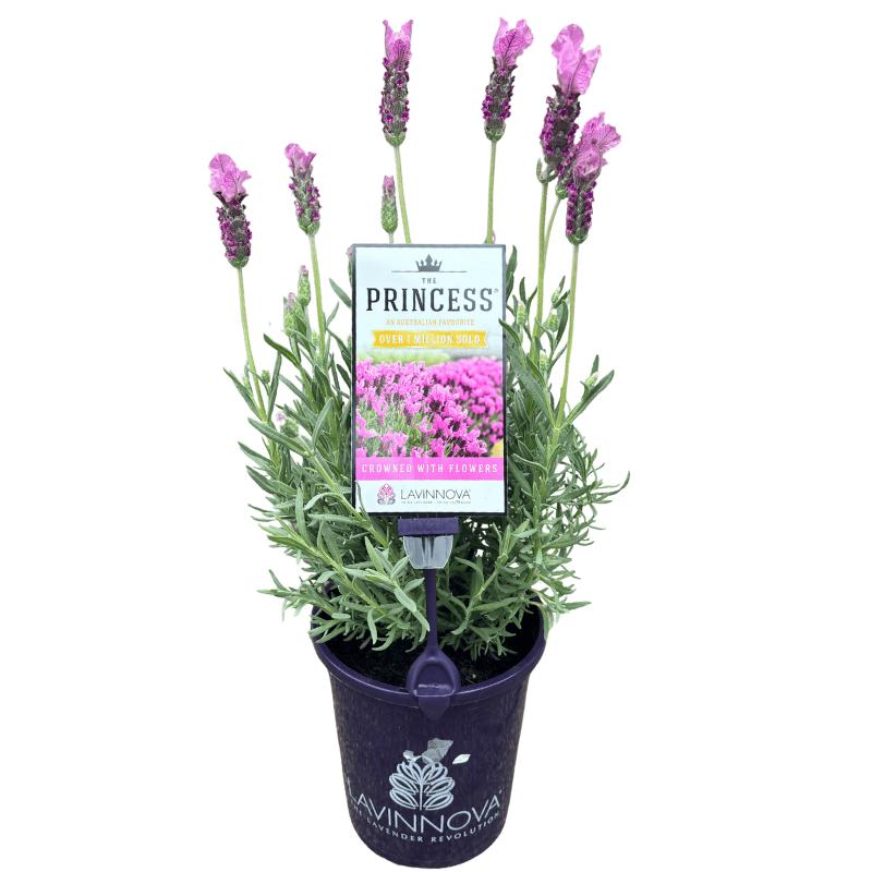 Lavender The Princess 14cm
