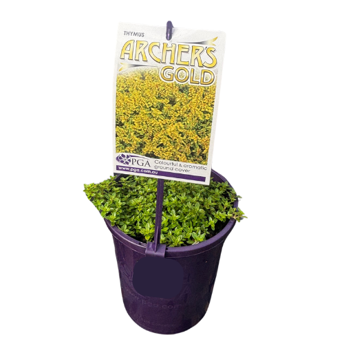 Thymus Archer's Gold 14cm