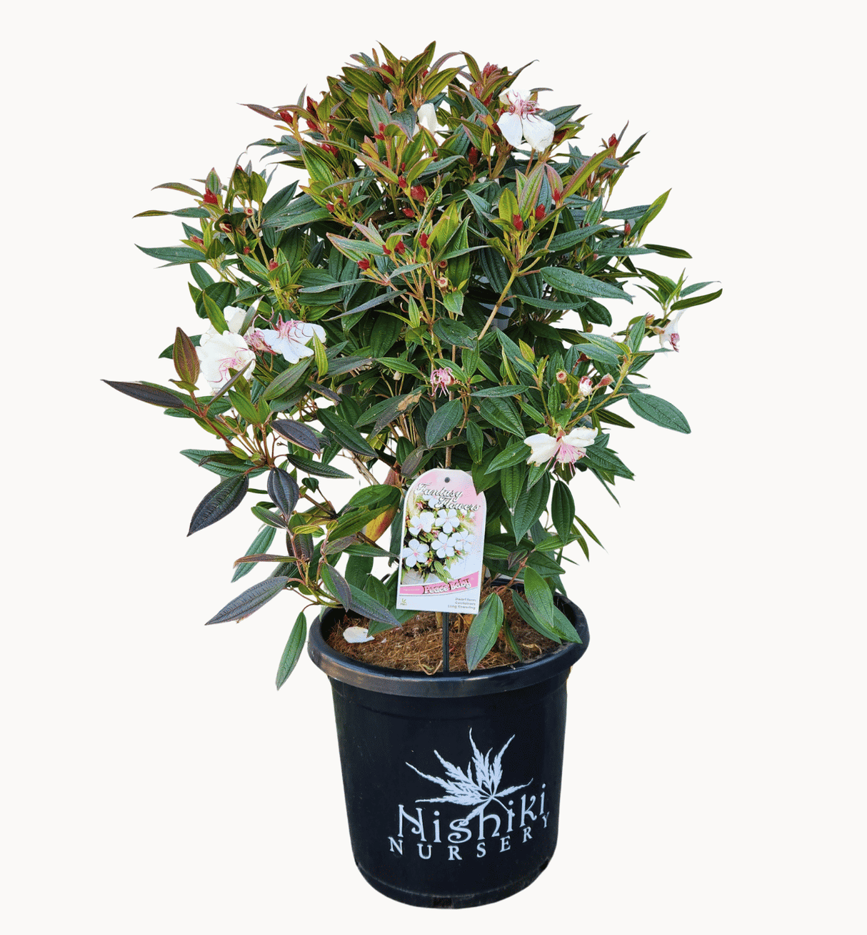 Tibouchina Peace baby 30cm