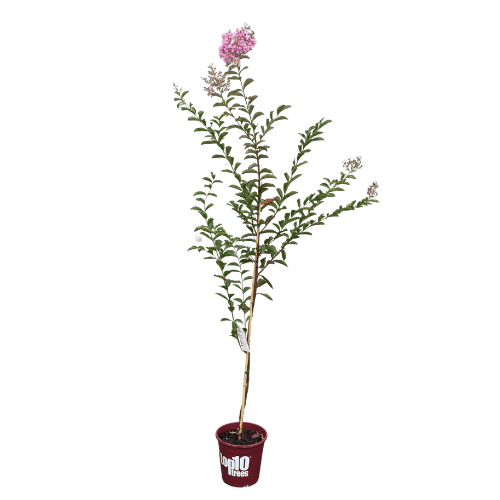 Lagerstroemia indica Tonto 25cm Tree