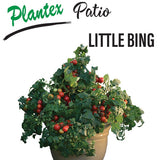 Tomato Little Bing 10cm