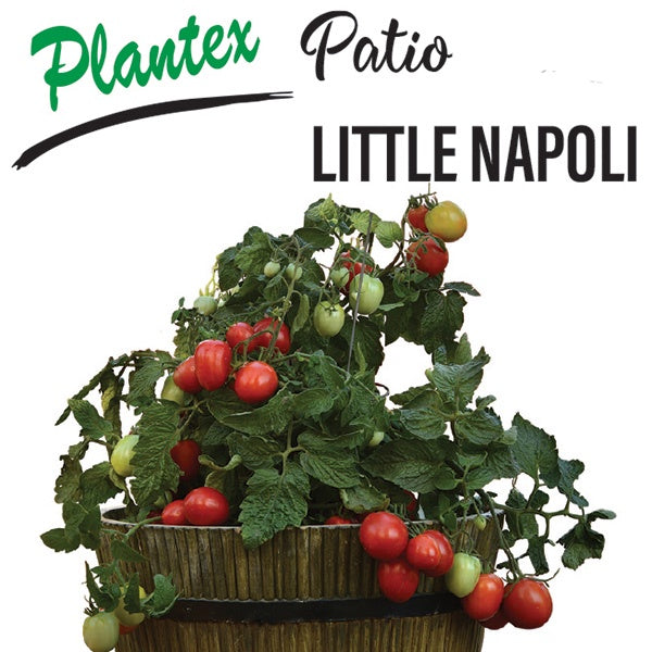 TOMATO LITTLE NAPOLI 10CM