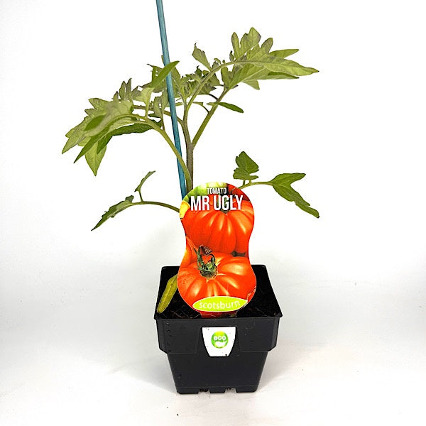 Tomato Mr. Ugly 10cm