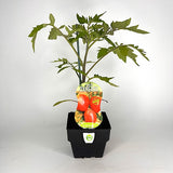 Tomato Oxheart Red 10cm
