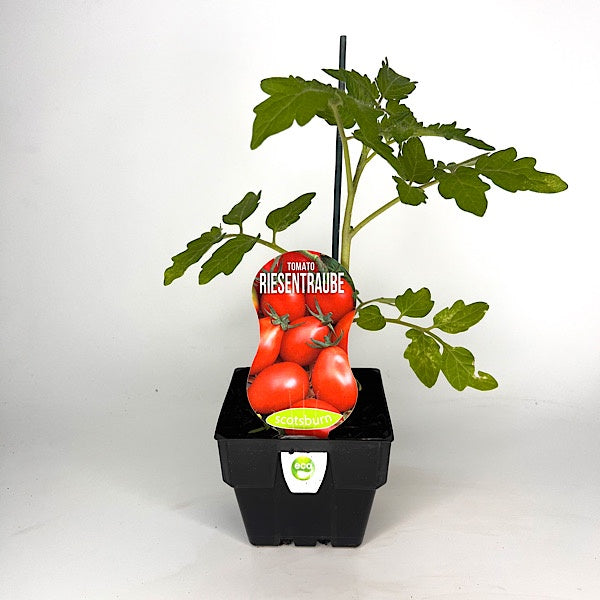Tomato Riesentraube 10cm
