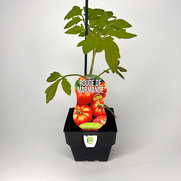 Tomato Rouge de Marmande 10cm