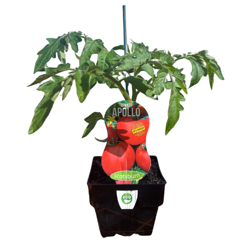 Tomato Apollo Improved - 10cm