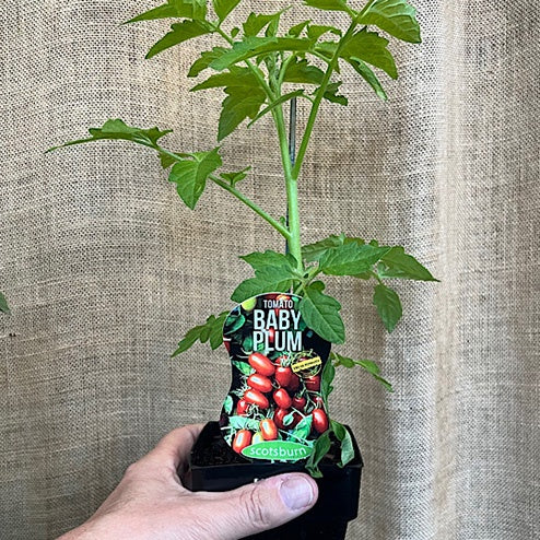 TOMATO BABY PLUM 10CM