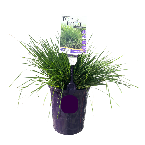 Deschampsia Top Knot Emerald 14cm