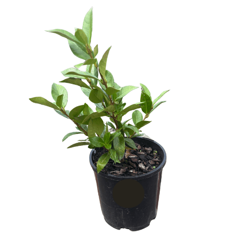 Trachelospermum asiaticum 14cm