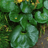 Farfugium Giant Tractor Seat 14cm